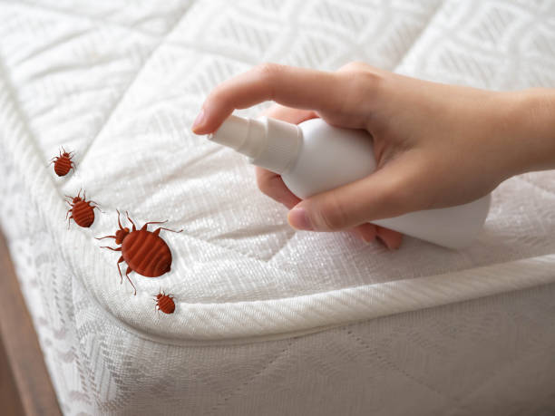 Best Emergency Pest Control  in Ridge, NY